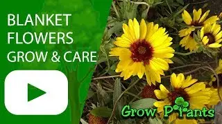 Blanket flowers - grow & care (Gaillardia)