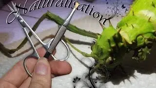 Naturalisation Heteropterix dilatata (phasme dilaté)