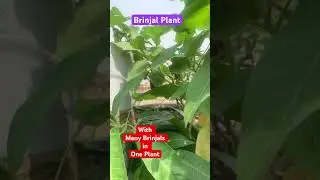 Best Time To Grow Brinjals #gardeningtips #summer #eggplant #sumangupta #remix #terracegardening