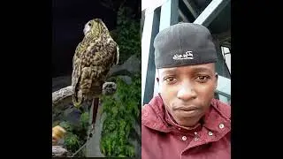 who can beat me on this owl challenge #wildlife #goviral #trending #music #owl