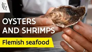 From Sea to Table: The Belgian Seafood Adventure
