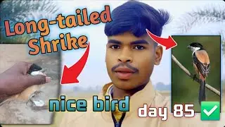 long tailed shrke bird /#sanju #challenge #vlog #birds 