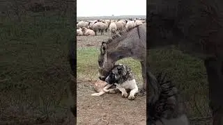 Dog and donkey 🐴 friendships #shorts