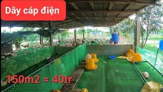 Hướng dẫn làm chuồng sàn nuôi vịt tiết kiệm nhất