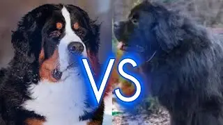 TERRANOVA vs BOYERO DE BERNA ¿Cuál Elegir?