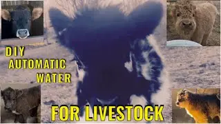 DIY Automatic Water System for Livestock (Tutorial)