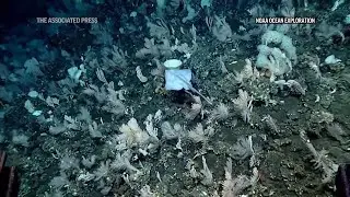 Researchers explore Alaska's deep sea