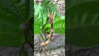 lanature #&eacute;ducationenvironnementale #canadasauvage #documentaireanimalier #shortvideo