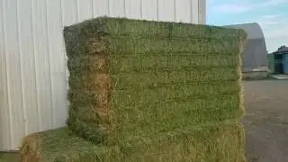 Premium dairy quality alfalfa from Aden Brook