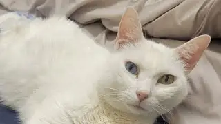 【ニャンコ達と少しだけ…🐱ブランコの体調が…】Smile to Heart 【譲渡型保護猫カフェ】ねこまる がライブ配信中！