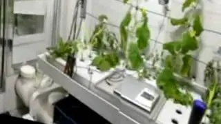 Lunar Greenhouse 4