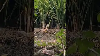 Technical farmer squirrel #farming #farmer #subscribe #technology #like #share #viral #like #rice