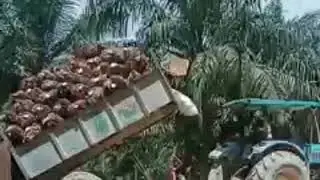 pengankutan buah kelapa sawit dengan menggunakan porson/traktor