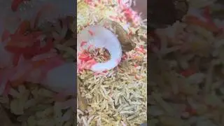 Delicious chicken biryani recipe posted#subscribe#like#share#viralshorts#viralvideos#biryani#food