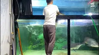 Incredible of Aquarium Setup: Betta Fish, Goldfish, Tropical and Koi Fish Care Tips #130