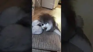 Тоша