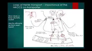 11  Renal 9  Loop of Henle and vasa recta 470 slides