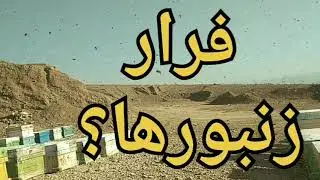 فرار زنبور ها🐝
