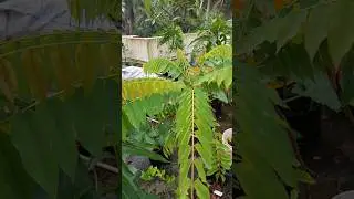 #Bilimbi Plant 🪴 #Averrhoa bilimbi #terracegardening #pot