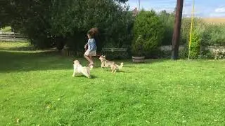 Romanian rescue dogs reunited