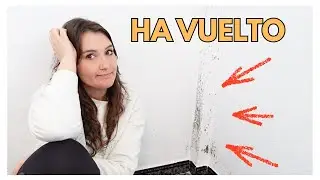 La Humedad Volvió... Limpieza Real de Paredes y Sofá