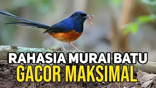 8 RAHASIA DAHSYAT Cacing Tanah untuk Murai Batu Gacor, Ngekek Maksimal!