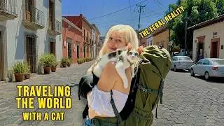 Реальность путешествия с кошкой: стоит ли оно того?