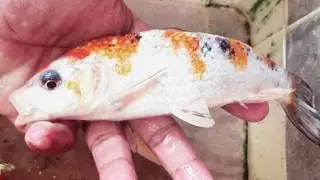 Great Catching Bull Frog, Big Fish,  Turtle, Crab, Eel, Snake By Hand In Rice Field #funny #fish