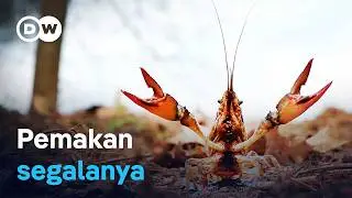 Makhluk perusak: Udang karang calico mengancam keanekaragaman | DW Dokumenter