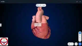 Anatomy of Heart 3d/structure of heart/Biology/mbbs prof 1/nmdcat/neet/biology animations