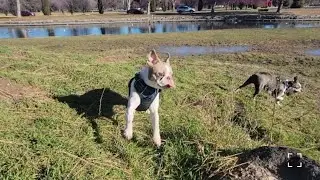 So cute #frenchbulldog #labrador #dog #animals #happy #outdoors #husky #goldenretreivers #cute 
