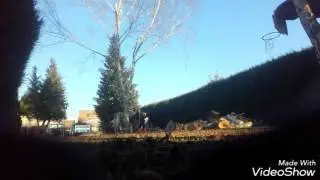 Abattage boulot tron&ccedil;onneuse sthil Ms 291 dans un couloir de 8 m&egrave;tres de large