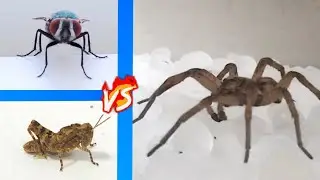 Fly VS Wolf Spider VS Grasshopper