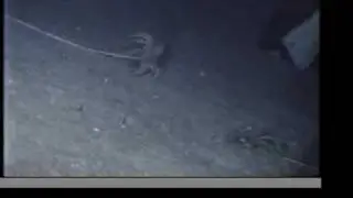 Crinoid Sea Lily Crawls!