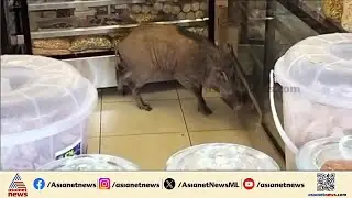 താമരശ്ശേരിയിൽ ബേക്കറിയിലേക്ക് ഓടി കയറി കാട്ടുപന്നി; പരിഭ്രാന്തിയിൽ ഓടി രക്ഷപ്പെട്ട് ആളുകൾ