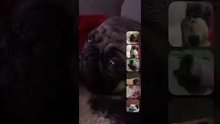 Pug Power Hour Part 2
