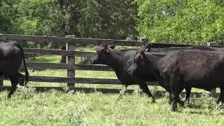 Cattle Range Listing 906C492-201