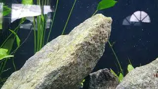 Tigar Barbs in New tank.