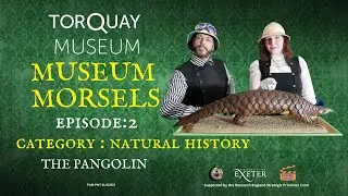 Behind the Scenes at Torquay Museum - The Pangolin