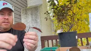 How to propagate the purple sand cherry bush from softwood cuttings