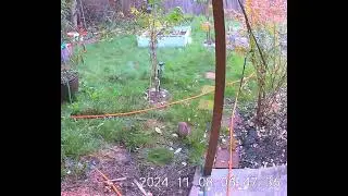 backyard bunny