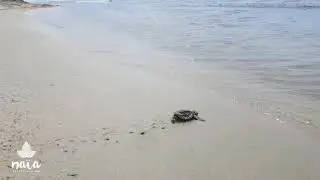 Sea turtles at Naia Resort and Spa - Placencia, Belize