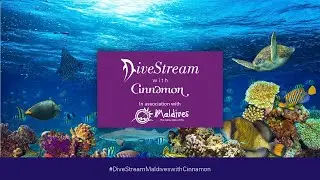 Шестой эпизод Divestream &mdash; Ночное погружение с Аакашем Малхотром