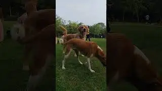Saket golden retriever dog training 👍🏼 #dog #trending #training #shorts #viral