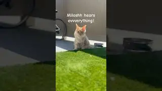 Those ears tho! #catio #mainecoonkittens #kitty #hyperacusis