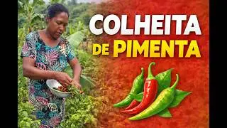 Hoje a Colheita é Para Alguém Que Mora no Meu Coração.