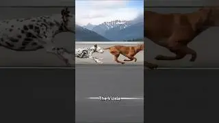 The Fastest Dogs and Land Predators Ever.#dogtraining #dogsports# fastdogs#runningDogs#doglifestyle