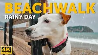 Прогулка с собакой в дождливый день - Расслабляющие звуки дождя в   4K 🐕