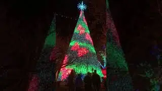 Silver Dollar City - Christmas Tree (11/23/19)