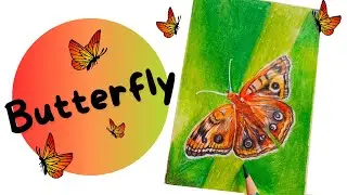 Butterfly drawing with colors | butterfly drawing step by step | easy butterfly drawing